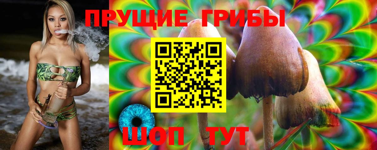 Псилоцибиновые грибы Cubensis  Курчалой 